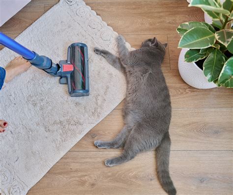 How to Make Your Floors Pet Friendly Without Sacrificing Style ...