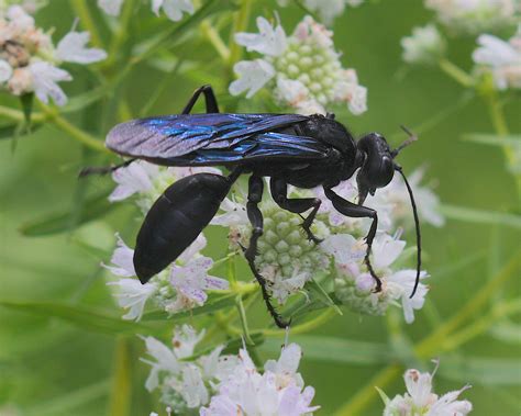 Giant Black Wasp Great Black Wasp: Groton's Beneficial Pollinating