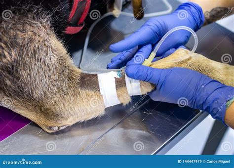 Intravenous Catheter in a Cephalic Vein of a Dog Stock Image - Image of ...