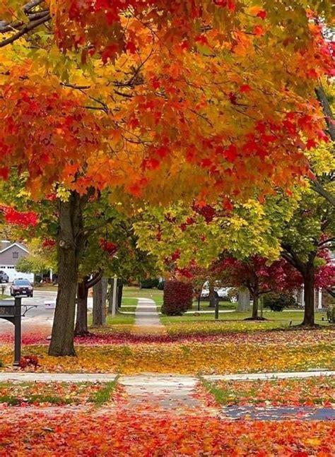 Image result for Autumn Tree Scene