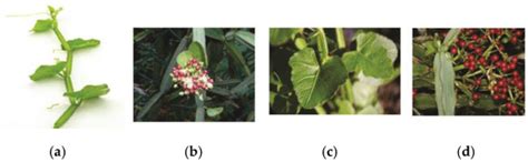 A Phytochemical and Pharmacological Review of an Indian Plant: Cissus ...