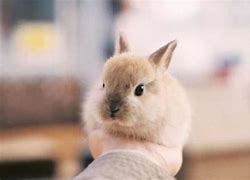 Image result for Baby Bunnies in Cups