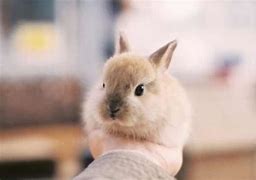 Image result for Baby Bunnies Wallpaper