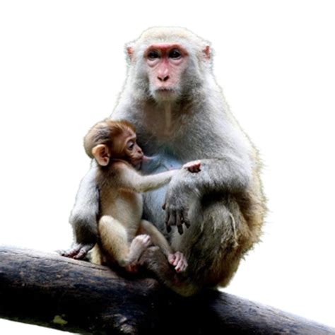 Animal PNG Images With Transparent Background HD free Download