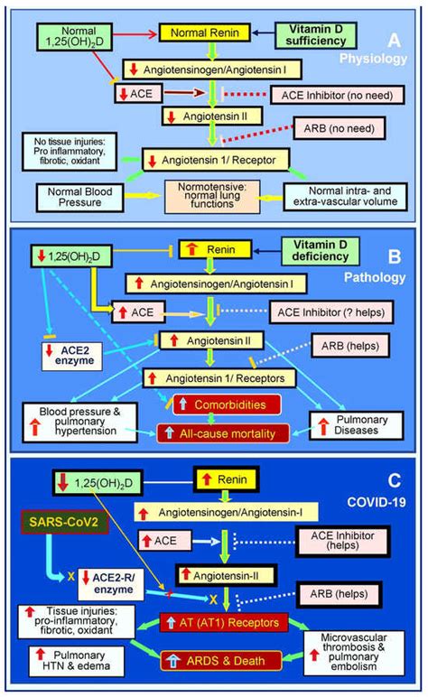 Unveiling the Interplay—Vitamin D and ACE-2 Molecular Interactions in ...