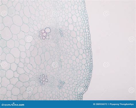 Image result for Different Tissues Under Microscope