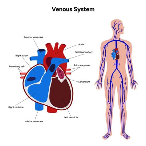 Veias venosas sistema humano diagrama médico completo do corpo | Vetor ...