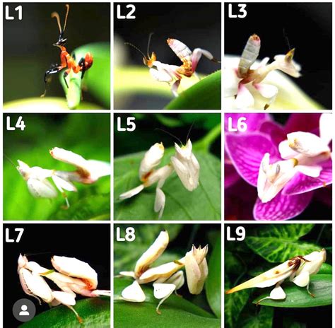 Praying Mantis Life Span