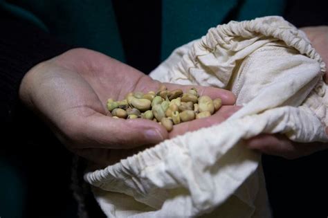 Image result for Humankind Seeds