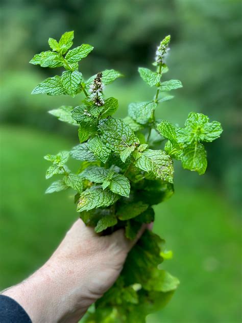 Peppermint Plant Flower