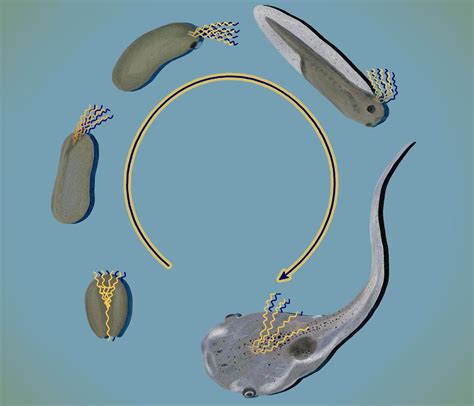 Brain Development Embryo 的图像结果