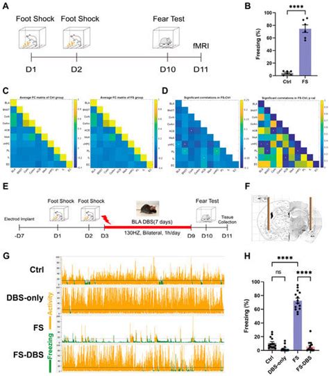 Epitranscriptomic Analysis of the Ventral Hippocampus in a Mouse Model ...