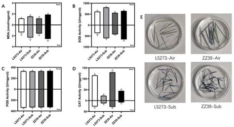 Superior Antioxidant Capacity and Auxin Production Promote Seedling ...