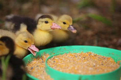 What Do Ducklings Eat