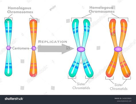 Homologous Chromosomes Labeled Homologous Chromosome Hi Res Stock