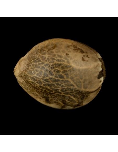 Cookielato (Silent Seeds) Feminized Seeds | Up To 30% Off