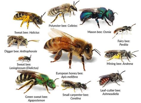 Image result for Bee Algorithm GIF