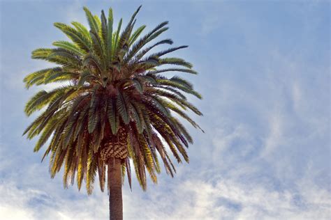 Queen Palm Fertilization in Arizona - Green Keeper