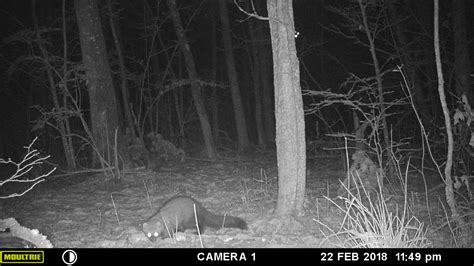 Fisher Cat Scream Sound 的图像结果