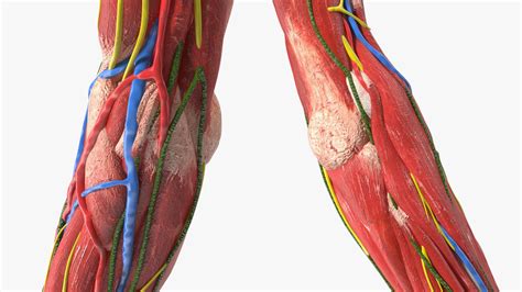 3D Girl Arm Anatomy | 3D Molier International