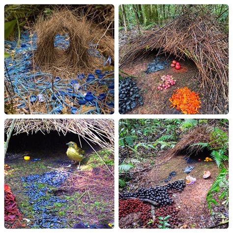 Bower Bird Nests Images at Milla East blog