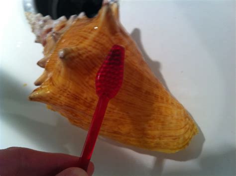 How to Polish Shells 的图像结果