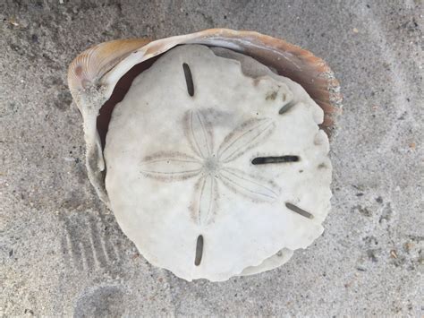 Sand Dollars: Coastal Treasures amp Image Sand Dollar Secrets