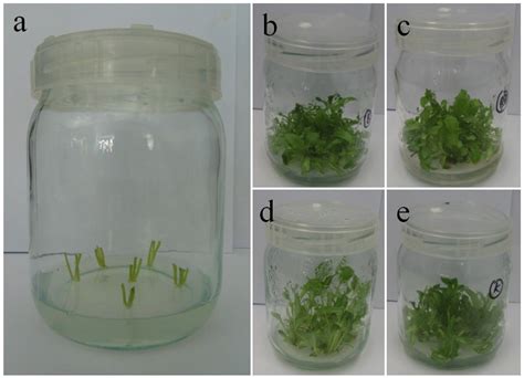Energy-Saving LED Light Affects the Efficiency of the Photosynthetic ...