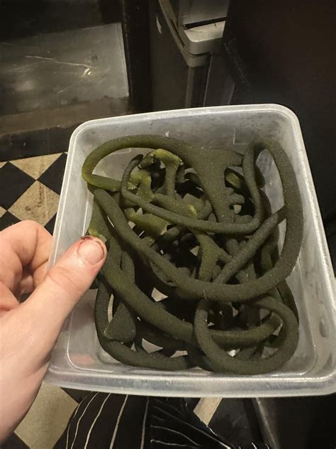 Anybody know what this is? : r/algae