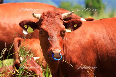 Image result for Task Observation Objectives
