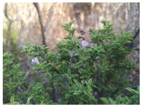 Physicochemical and Antimicrobial Properties of Whey Protein-Based ...