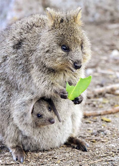 Behavior Of Quokka