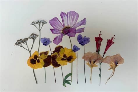 How Does Flower Pressing Work at Carole Spears blog