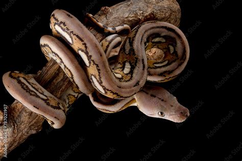 Reticulated Python 的图像结果