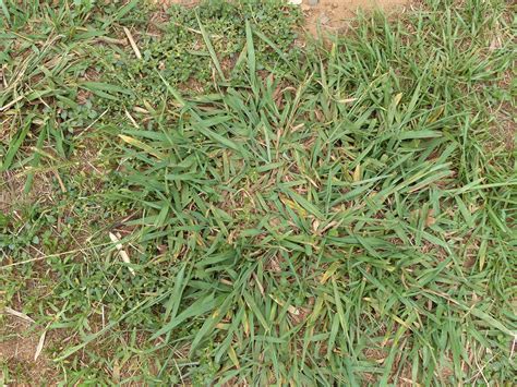What Does an Overgrazed Grass Plant Look Like? - Agricultural Insights