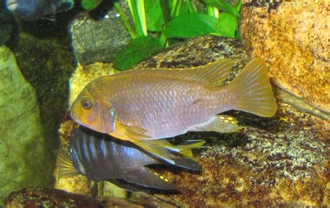 Iodotropheus sprengerae in Potsdam | Tiere | Kleinanzeigen
