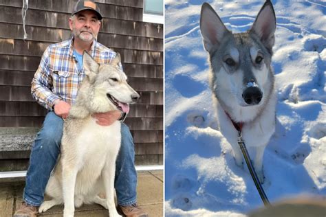 Wolf And Dog Mix 11 Best Wolf Dog Breeds HubPages