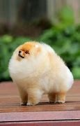 Image result for Cutest Puppies On Earth