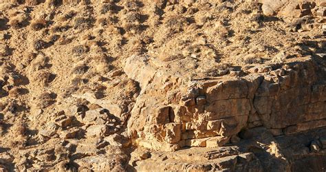 Camouflage Snow Leopard