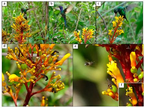 Context-Dependent Ant-Pollinator Mutualism Impacts Fruit Set in a ...