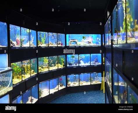 Pet shop near me fish online