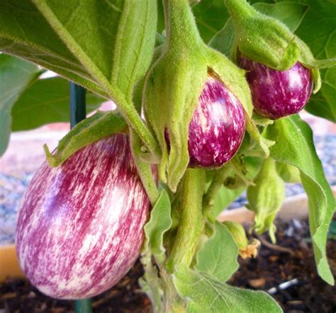 How to Grow Eggplant in Containers | Dengarden