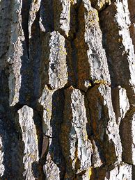 Image result for tree bark
