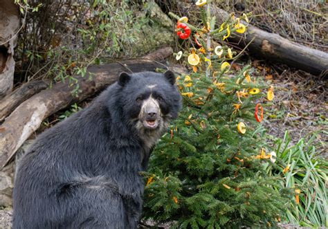 Tiergarten Schönbrunn lockte über zwei Millionen Besucher - UnserTirol24