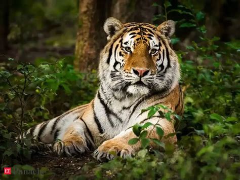 Covid-19 pandemic: Tiger at New York's Bronx Zoo tests positive - The ...