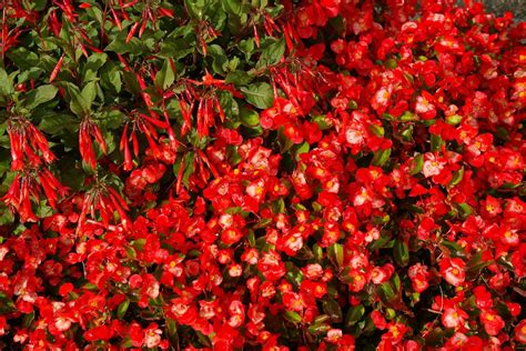 Explanation of paragraphs — lesson. English Language State Board, Class 6.