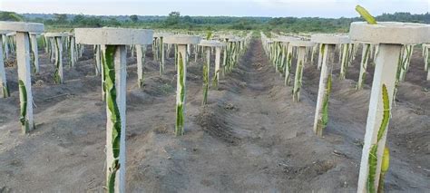 RCC Dragon Fruit Poles Manufacturer from Nashik