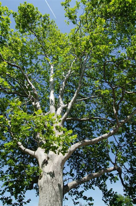 Image result for Sycamore Tree Usage