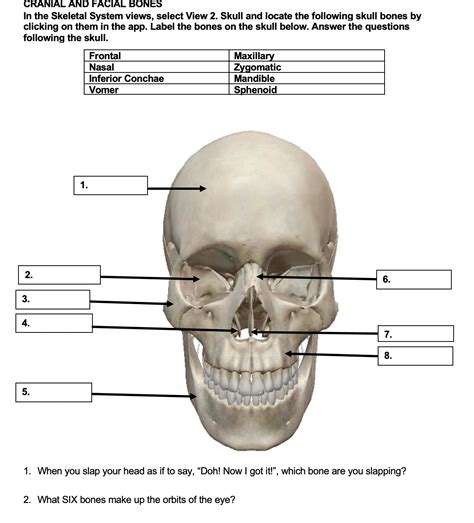 Skull Bones Labeling Quiz