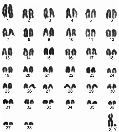 Image result for Research Code Sheet Example